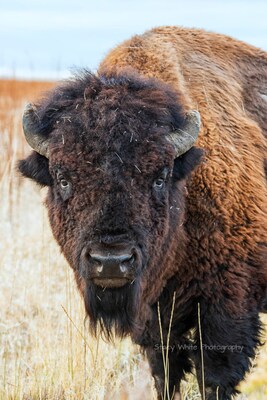 Staring Contest - Bison - Buffalo - Grand Teton National Park - Nature Photography - Wildlife Photography - image1